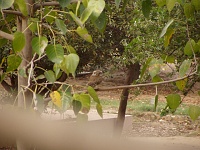 Spotted owlet